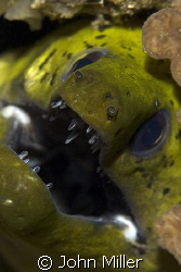 Moray eel in a hole.  Canon 40D, 100mm Macro, Inon z240 s... by John Miller 